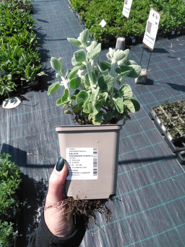 Vale-erakonyrtti - 13. 5. 2025