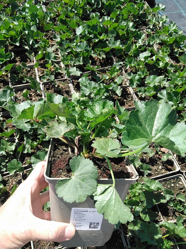 Jalomalva Elsie Heugh - 13. 5. 2025