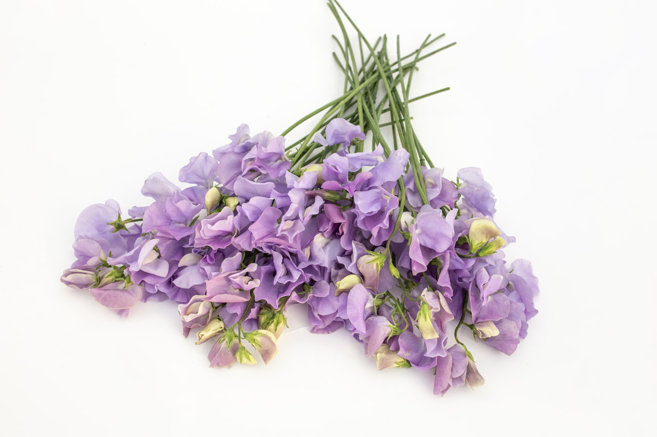 Lathyrus Spring Sunshine Light Blue, Loukykvět