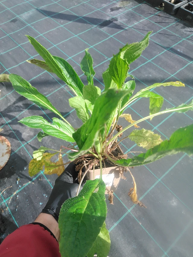 Illakko valkoinen - 13. 10. 2025