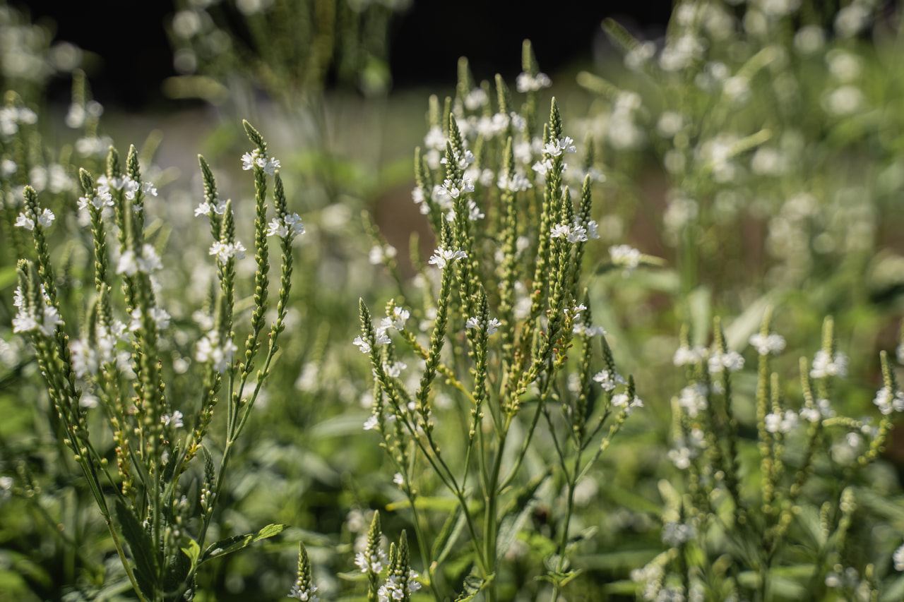 Verbena hastata White Spires, Loukykvět