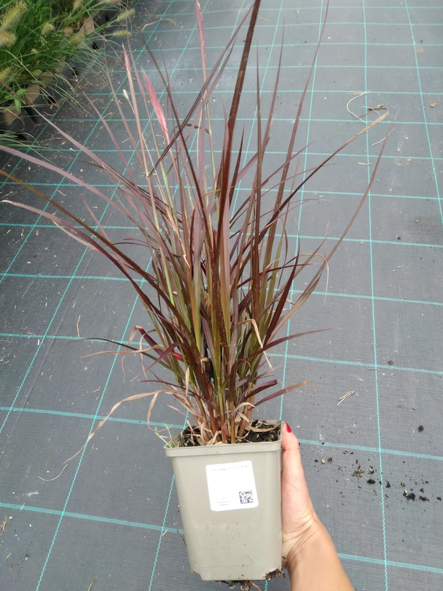 Helmihirssi Rubens - 10. 9. 2025