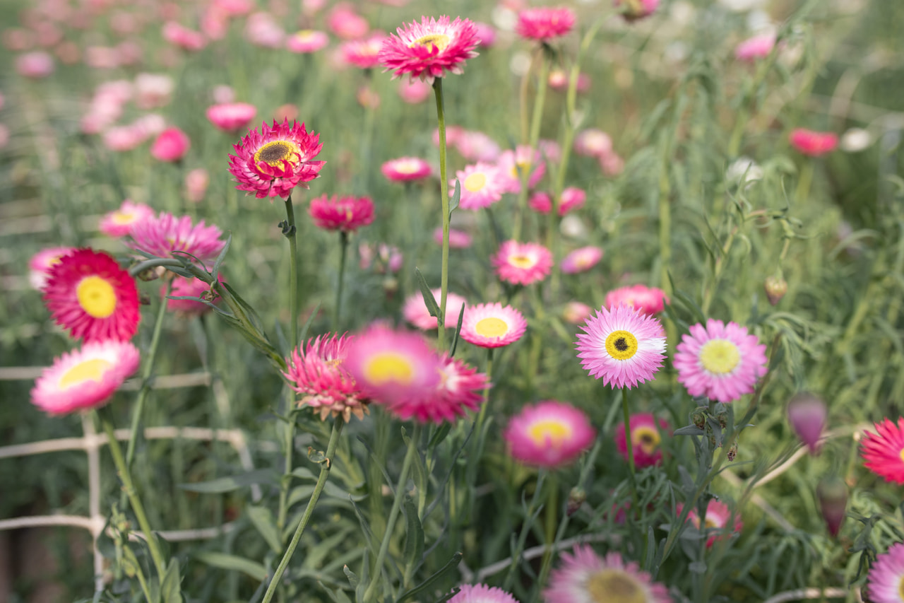 Paperikukka Pierrot Red, Loukykvět