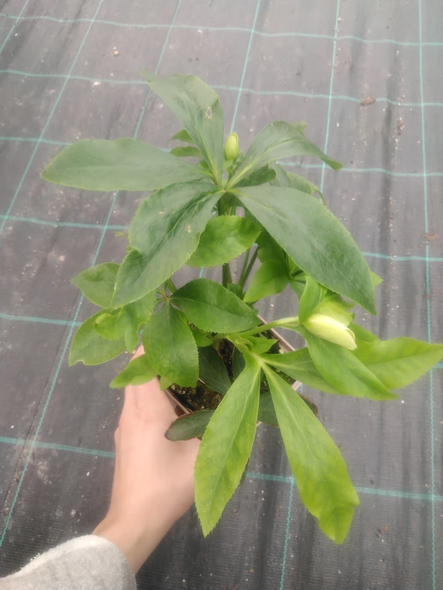 Jouluruusu Pretty Ellen White Spotted - 2024