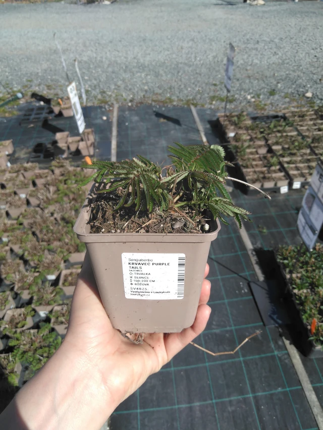 Luppio Purple Tails - 3. 4. 2025