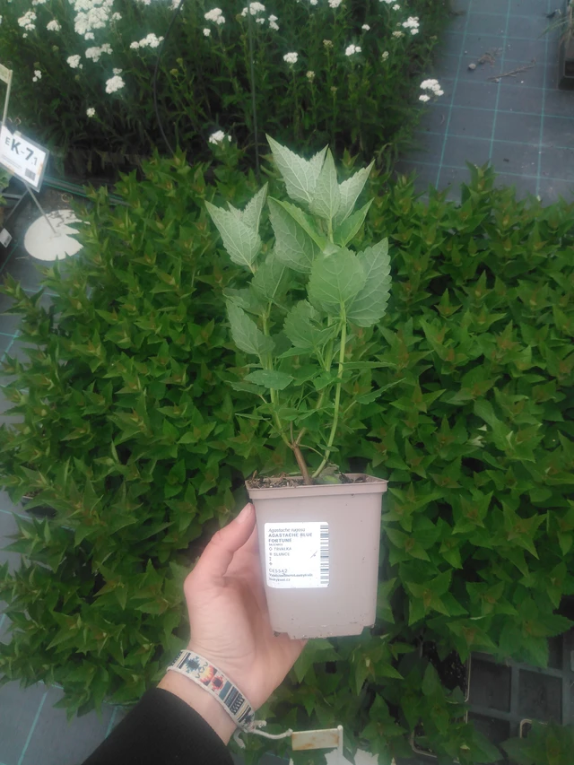 Jätti-iiso Blue Fortune - 2024