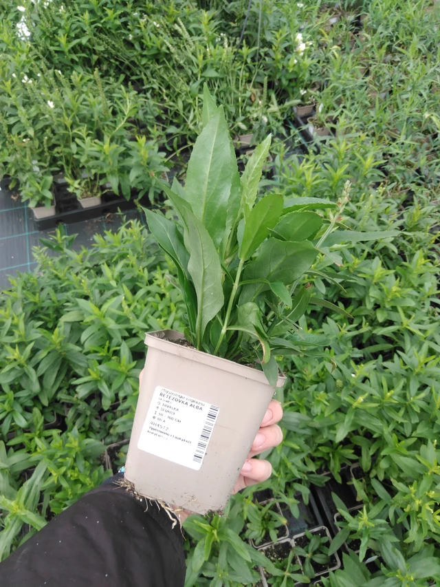 Kellopeippi Alba - 2024