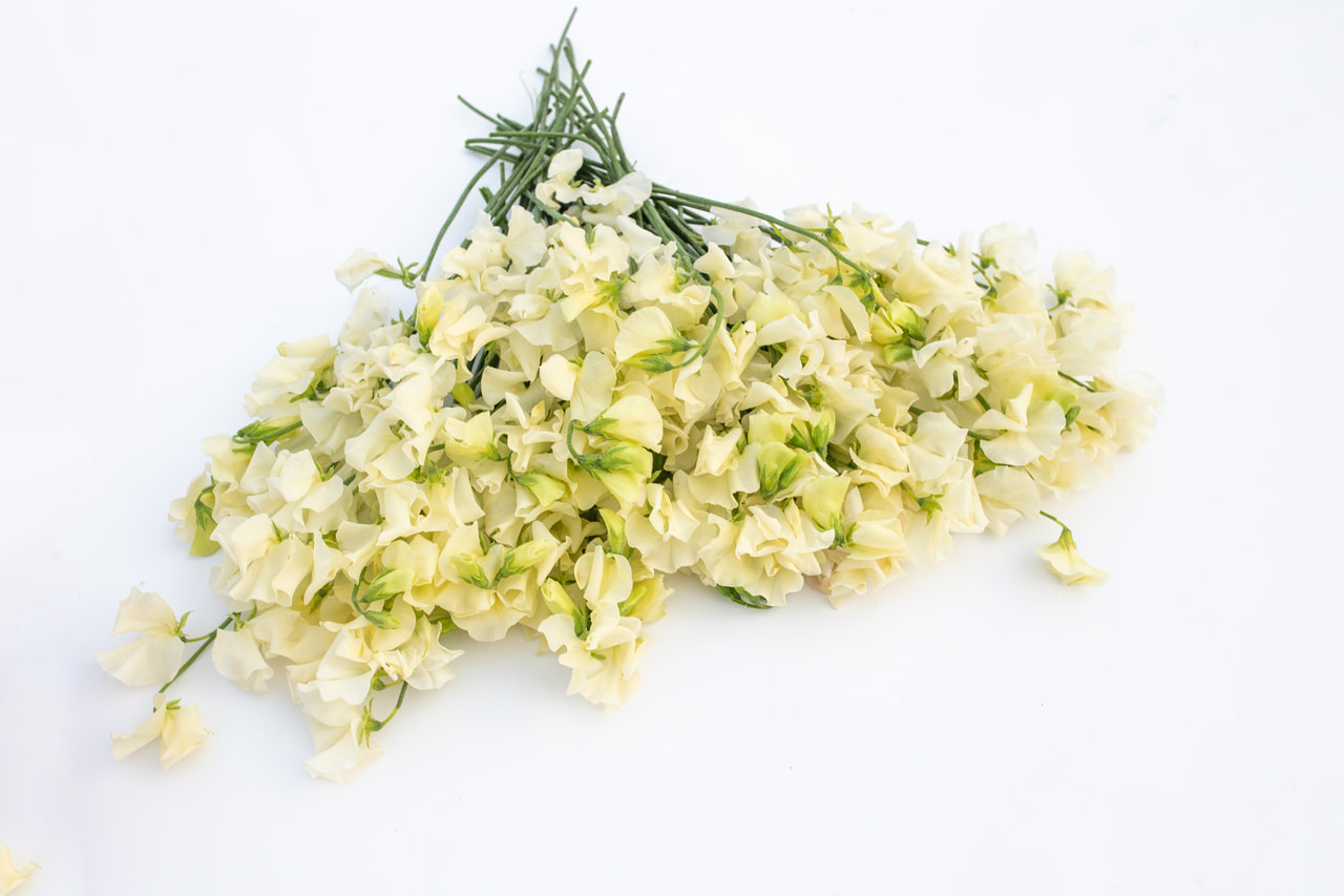 Lathyrus Winter Sunshine Cream, Loukykvět