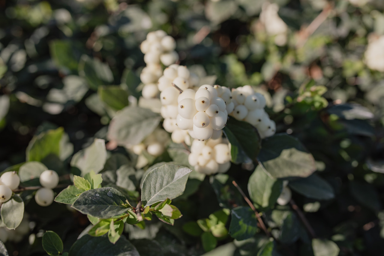 Symphoricarpos Magical Avalanche, Loukykvět