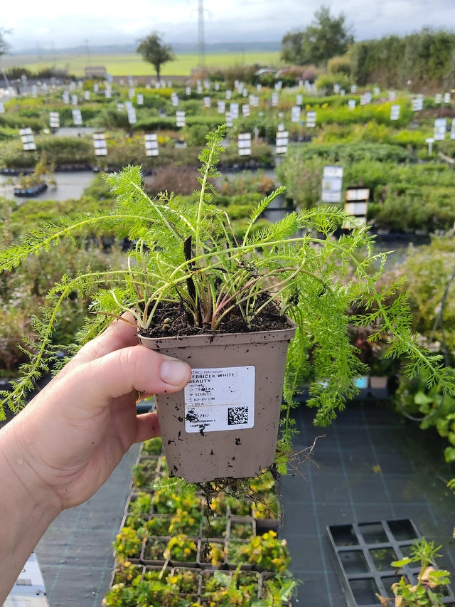 Siankärsämö White Beauty - 9. 10. 2025