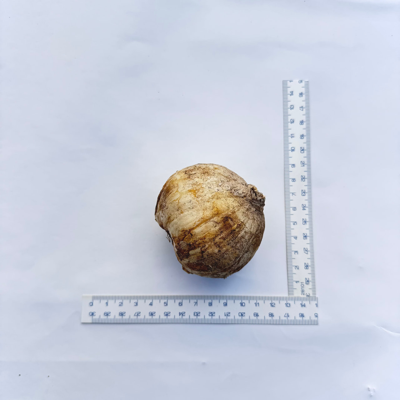 Řebčík perský Magic Bells, Loukykvět