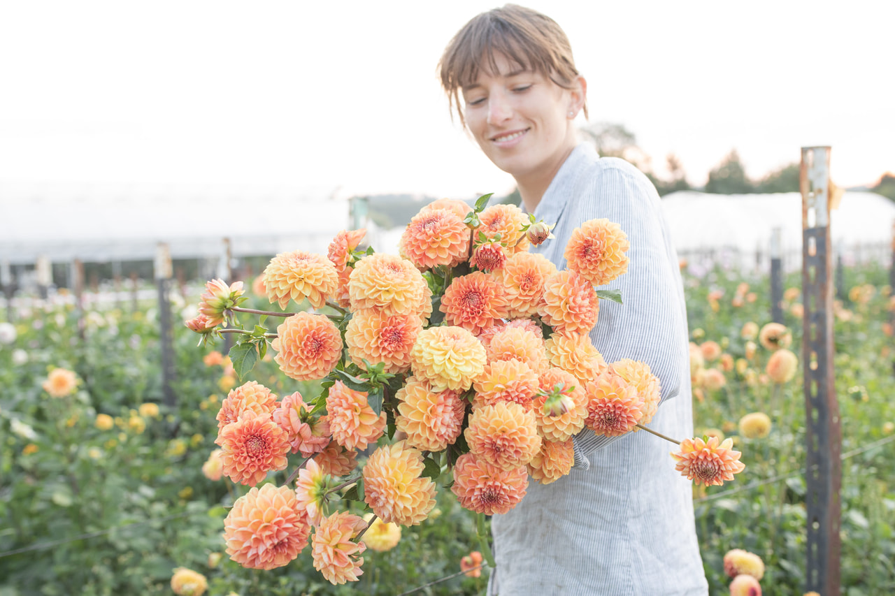 Daalia Apricona, Loukykvět