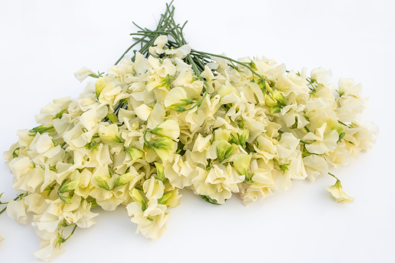 Lathyrus Winter Sunshine Cream, Loukykvět