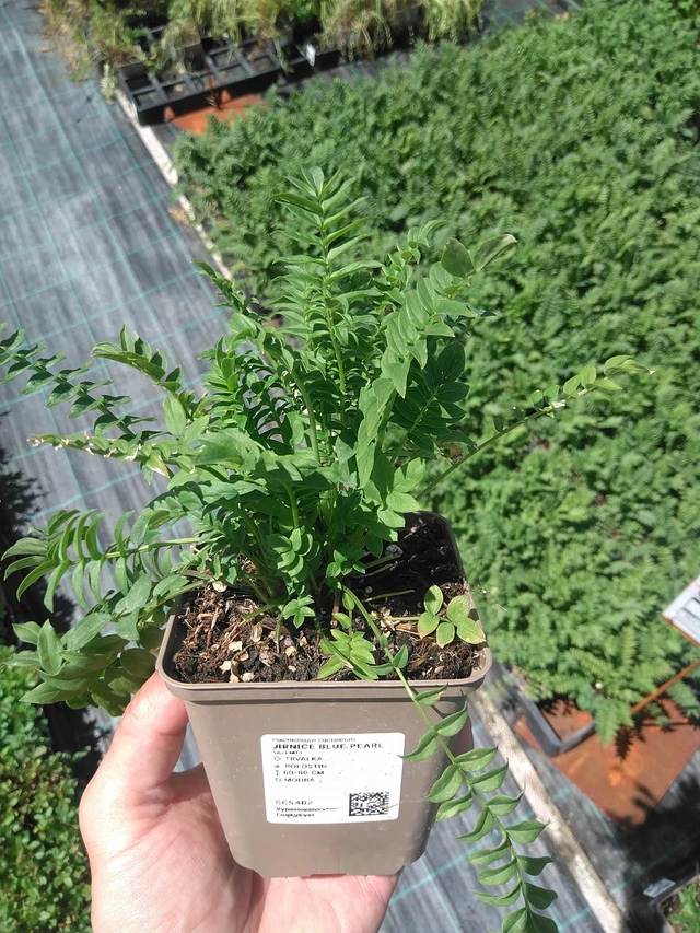 Sinilatva Blue Pearl - 24. 6. 2025