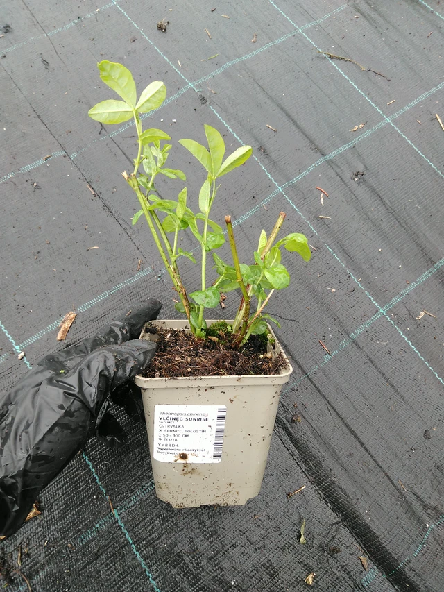 Revonpapu Sunrise - 10. 9. 2025