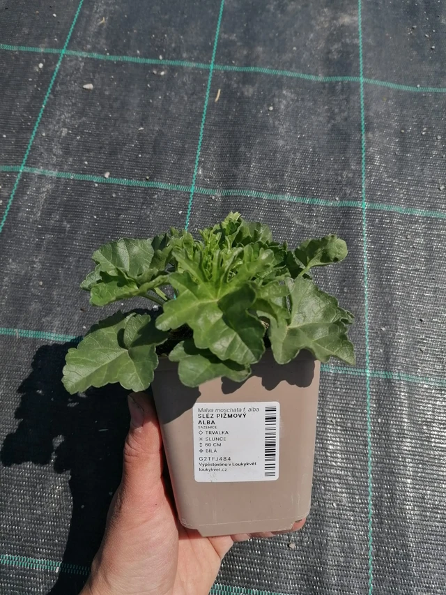 Myskimalva Alba - 2024