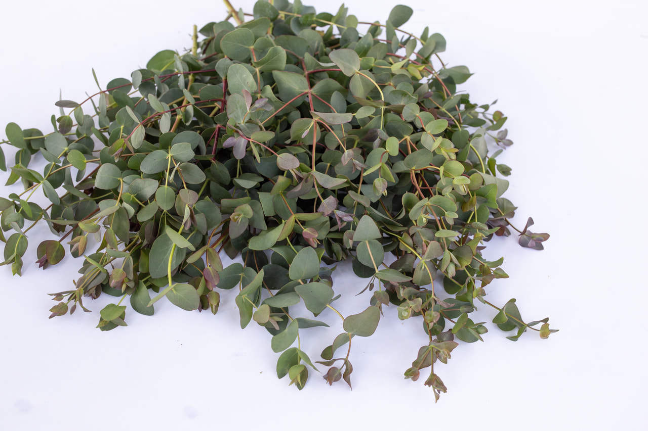 Eucalyptus stuartiana, Loukykvět