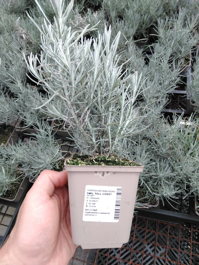 Smil Tall Curry - 2024