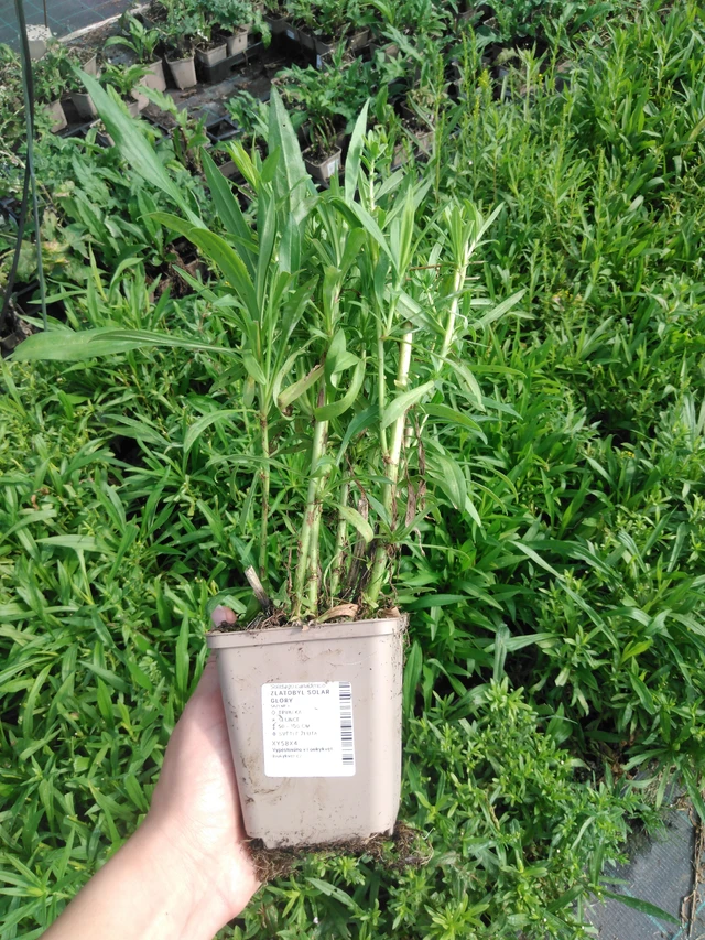 Vara de oro Solar Glory - 2024