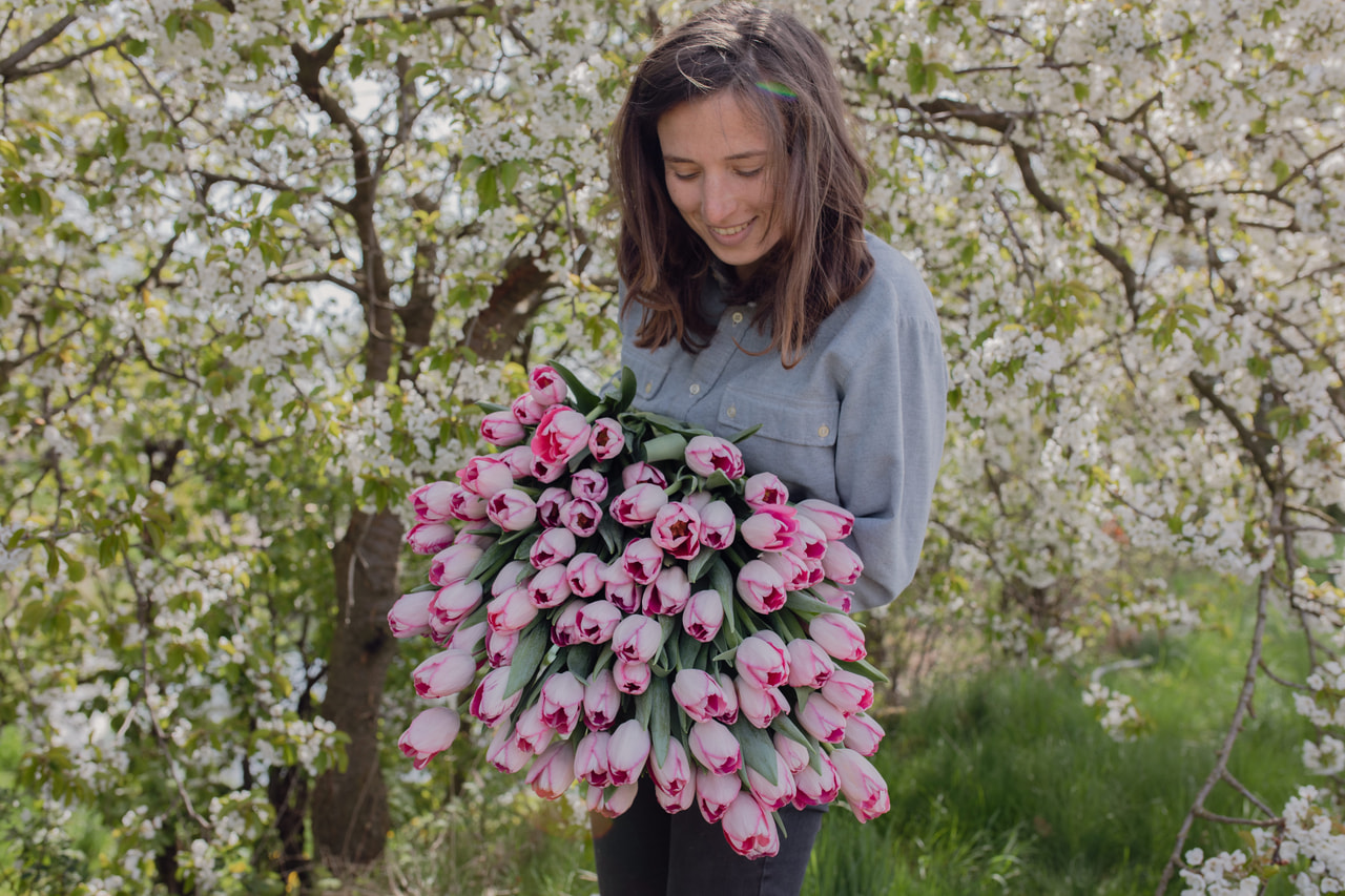 Tulppaani Sissi, Loukykvět