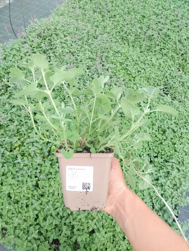 Kissanminttu Superba - 10. 9. 2025