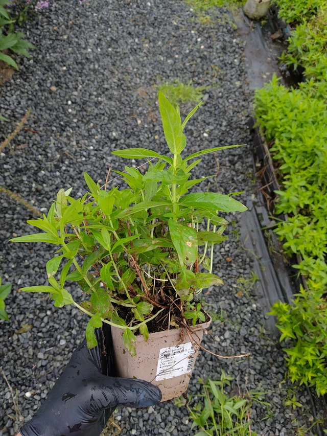 Rantakukka Robert - 12. 9. 2025