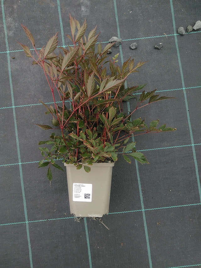 Astilbe Erika - 3. 6. 2026