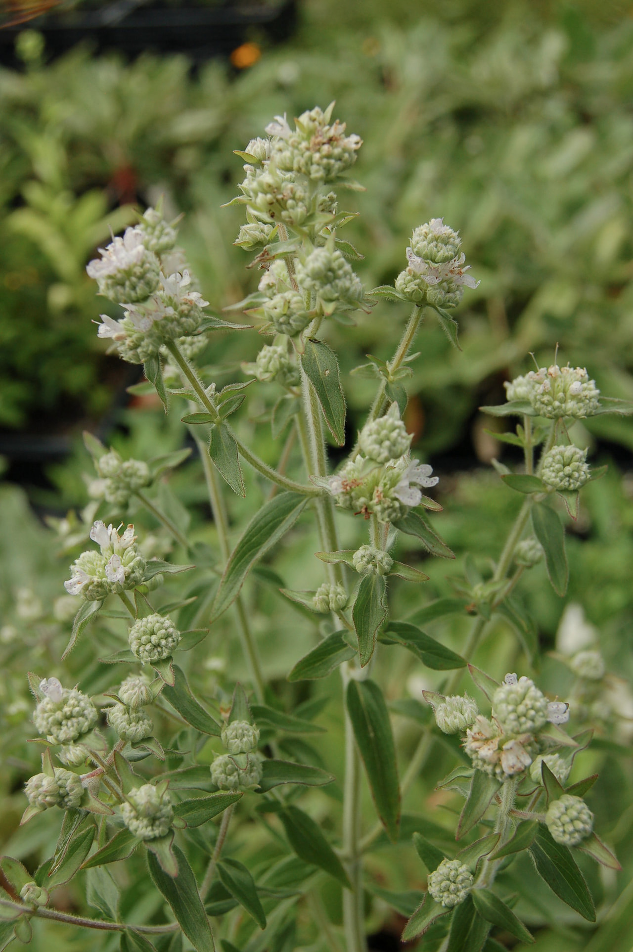 Menta de montaña americana Pilosum, Loukykvět