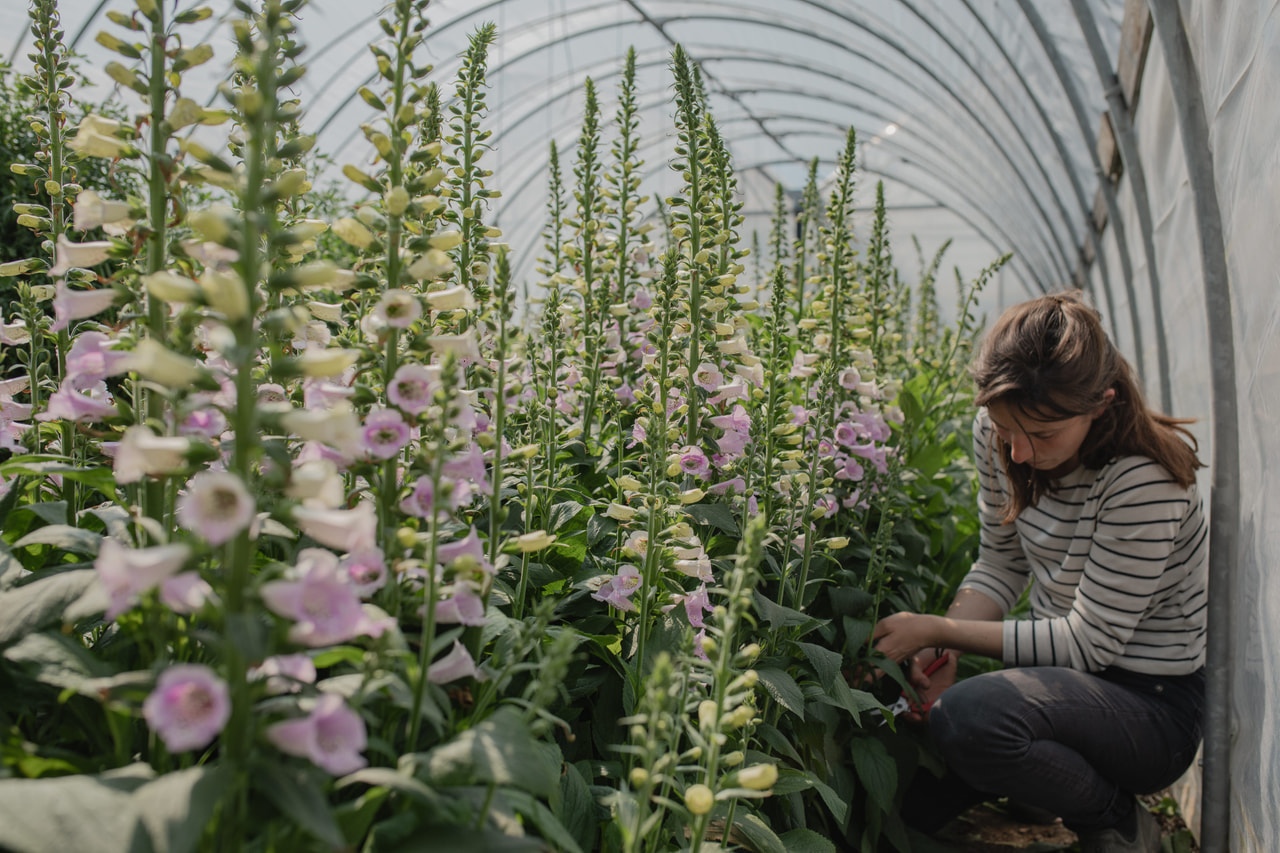 Sormustinkukka Camelot Lavender, Loukykvět