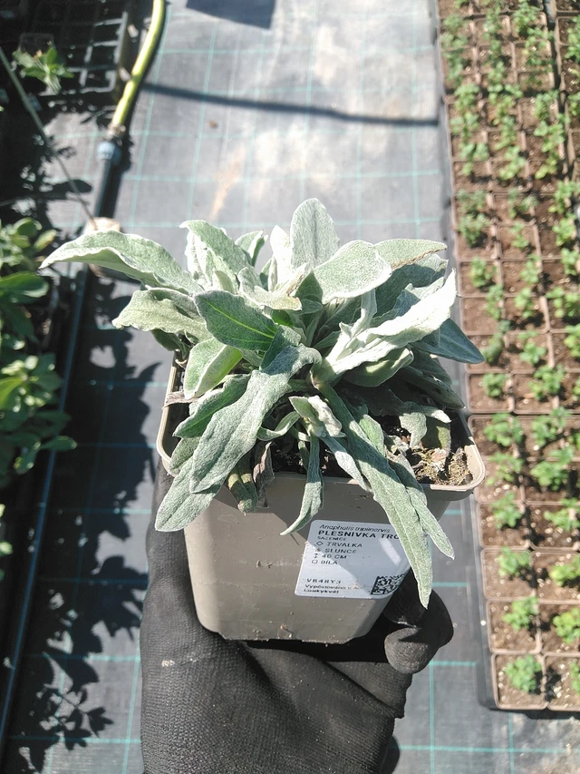 Anaphalis triplinervis - 1. 7. 2025