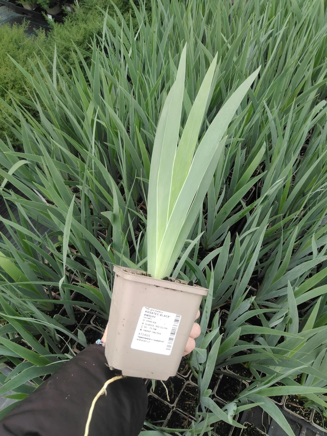 Kurjenmiekka Black Knight - 2024