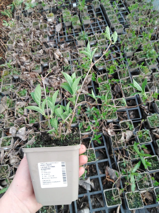 Syyshortensia Pink Diamond - 2024