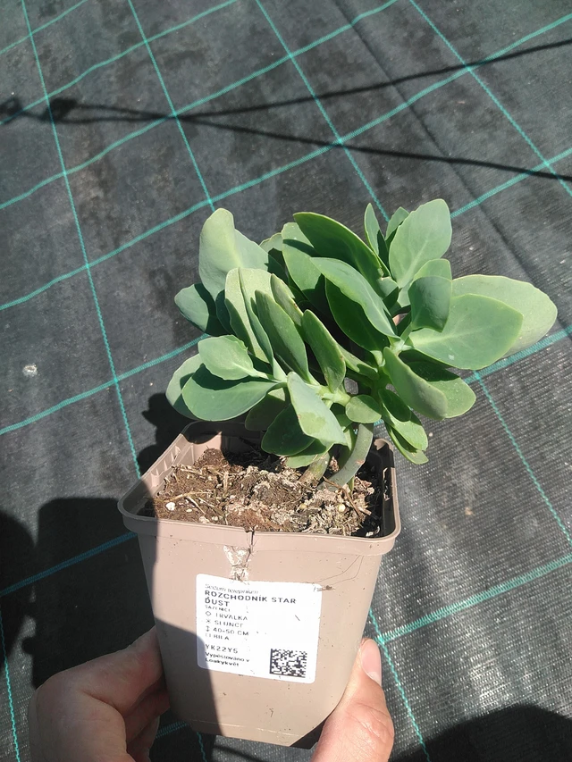 Komeamaksaruoho Star Dust - 24. 6. 2025