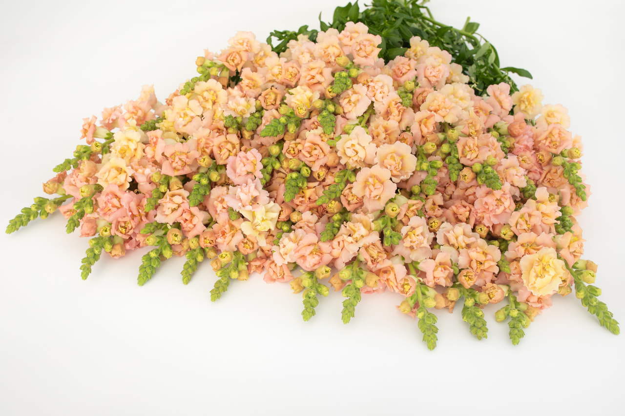 Leijonankita Snapstar Champagne, Loukykvět