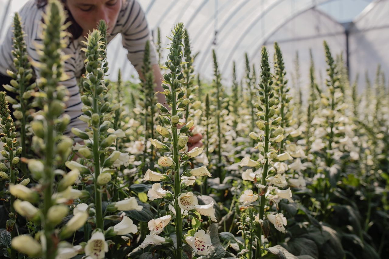 Dedalera Camelot Cream, Loukykvět