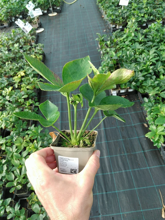 Jouluruusu Pretty Ellen Pink - 28. 7. 2025