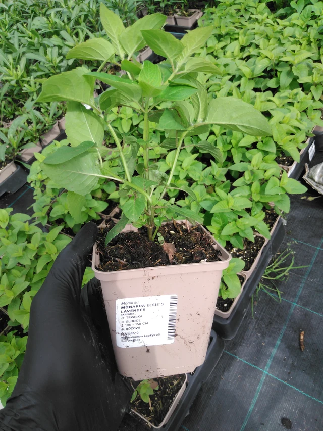 Väriminttu Elsie’s Lavender - 2024