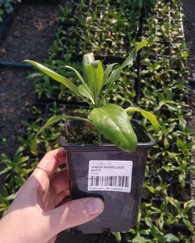 Komeapunikki Snowcloud White - 2024