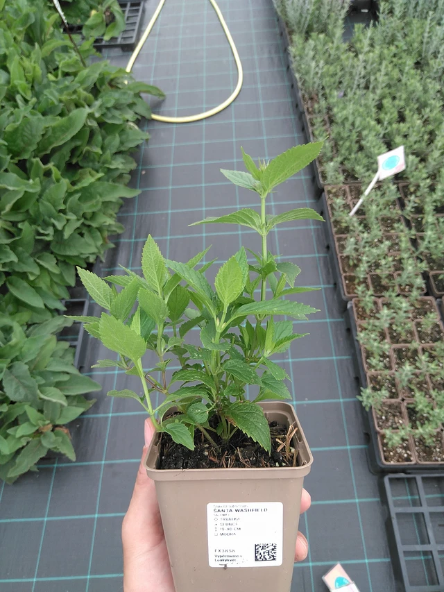 Kissanminttu Washfield - 21. 7. 2025