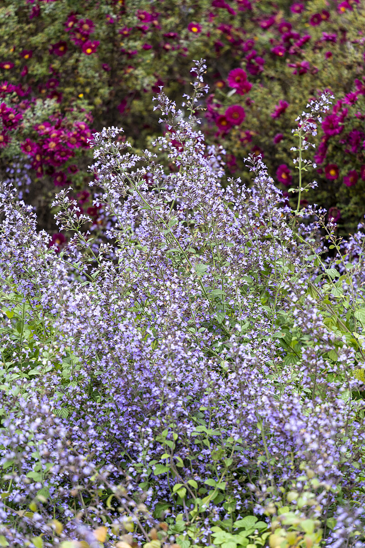 Käenminttu Blue Cloud, Loukykvět