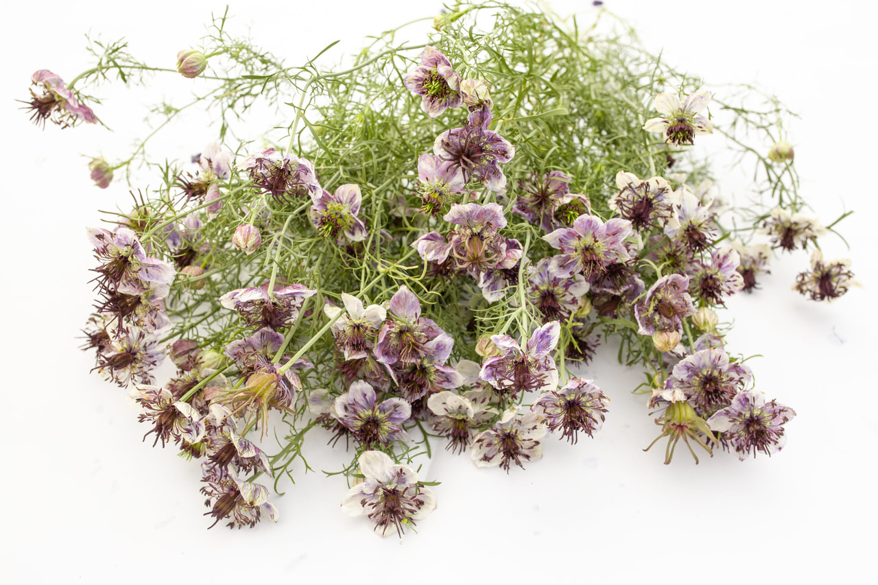 Espanjanneito Delft Blue, Loukykvět