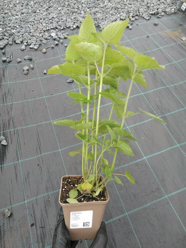 Agastache - 4. 8. 2025