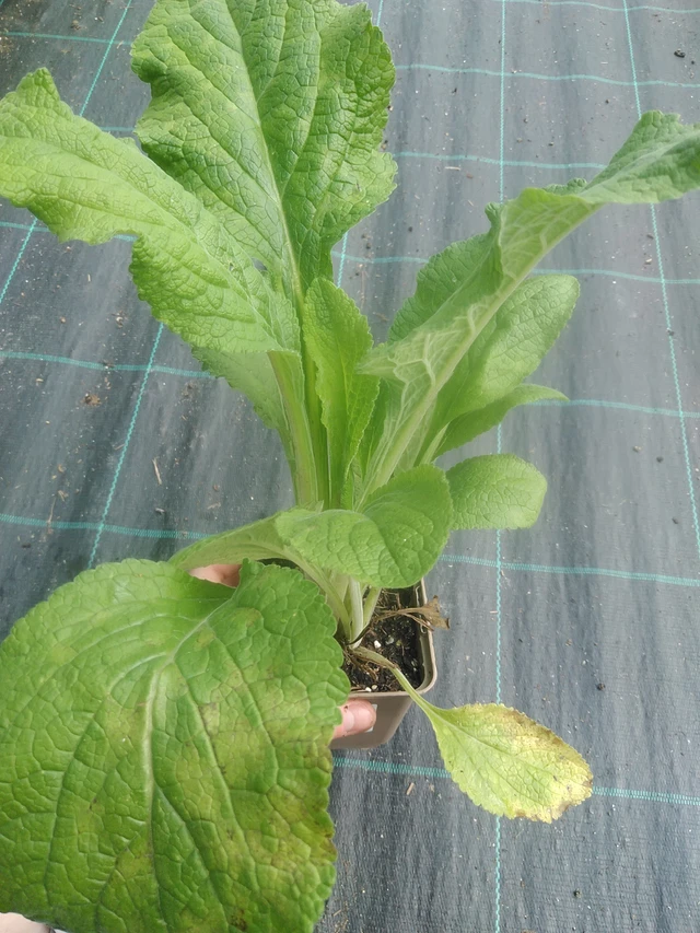 Sormustinkukka Pam’s Choice - 17. 7. 2025