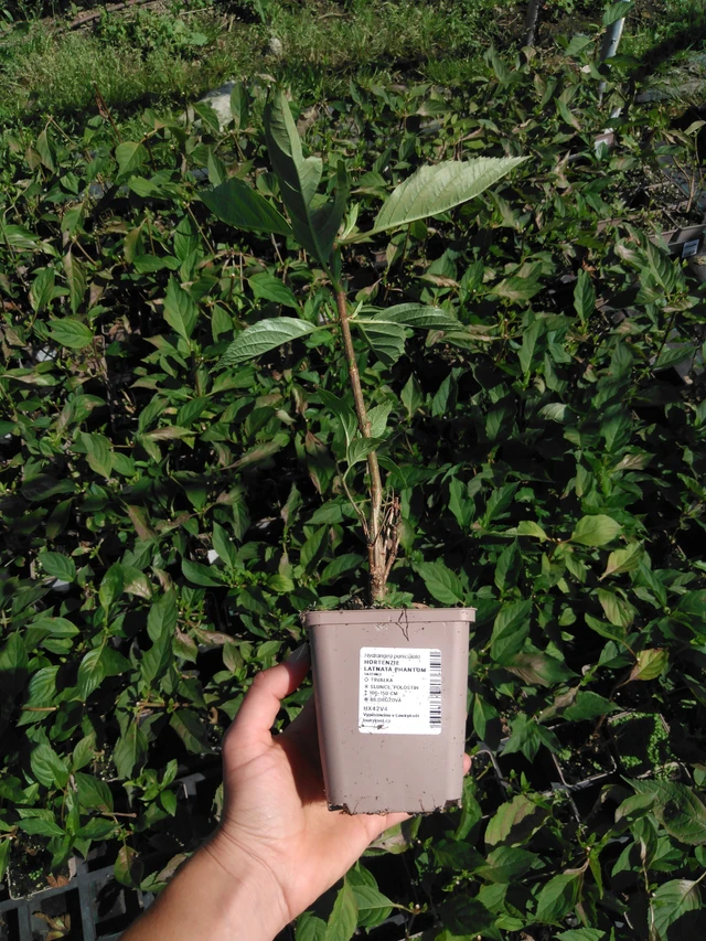 Syyshortensia Phantom - 2024