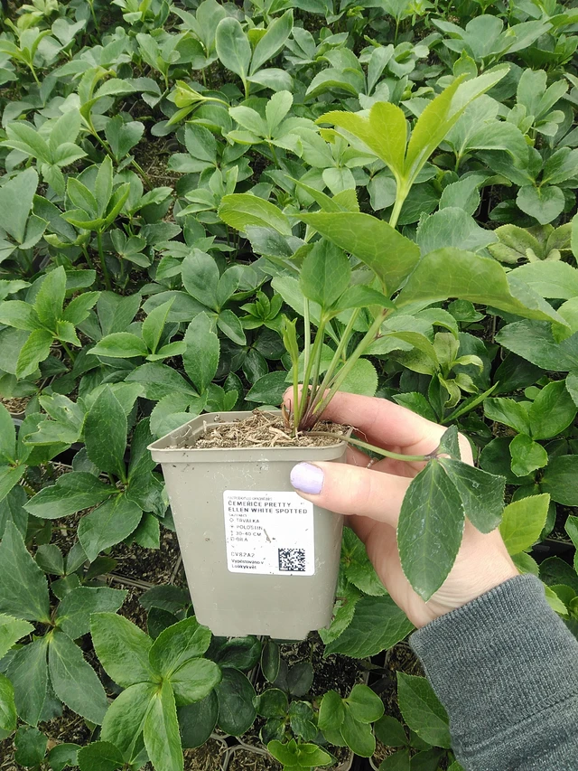 Jouluruusu Pretty Ellen White Spotted - 9. 6. 2025