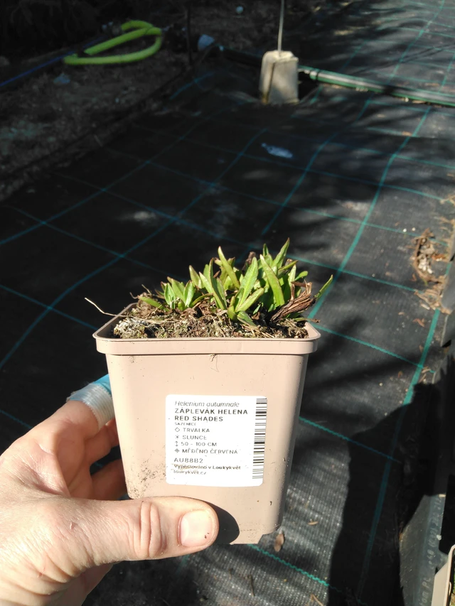 Hohdekukka Helena Red Shades - 3. 4. 2025