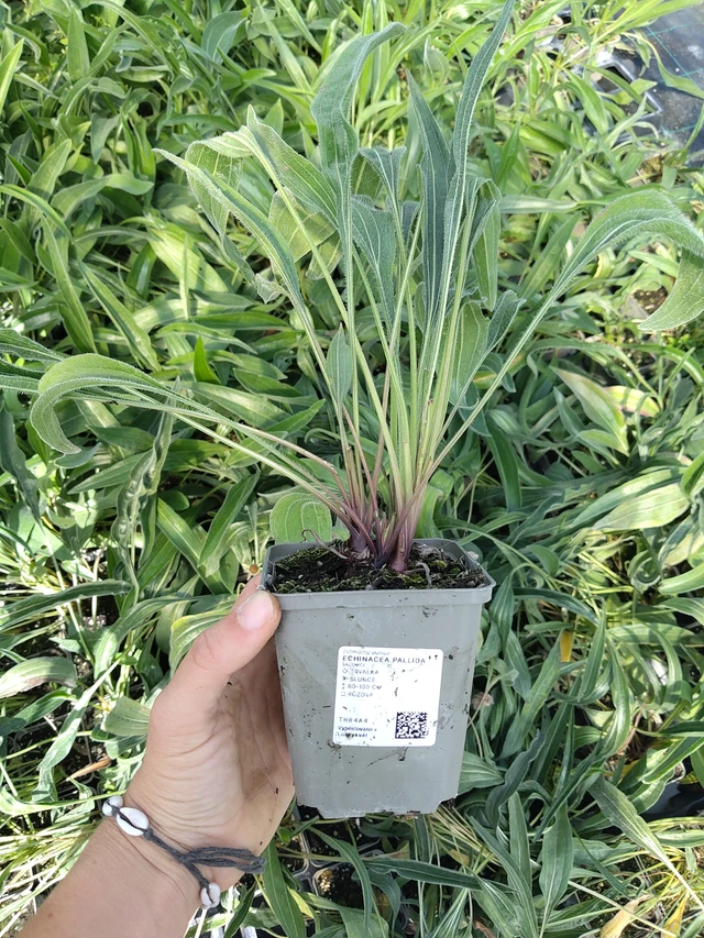 Echinacea pallida - 11. 8. 2026