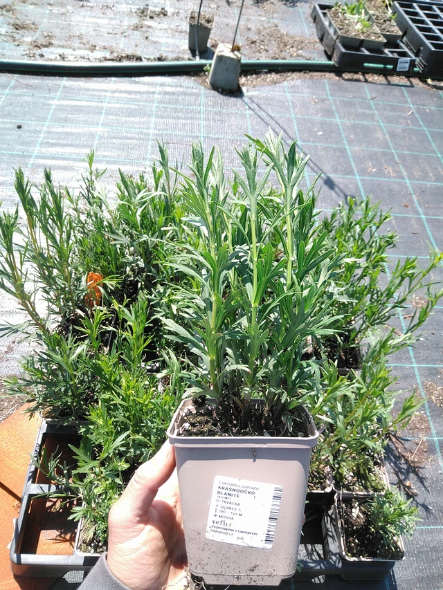 Prairie Coreopsis - 13. 5. 2025