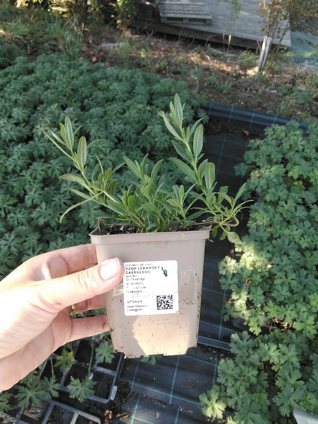 Hisopo Caeruleus - 19. 8. 2025