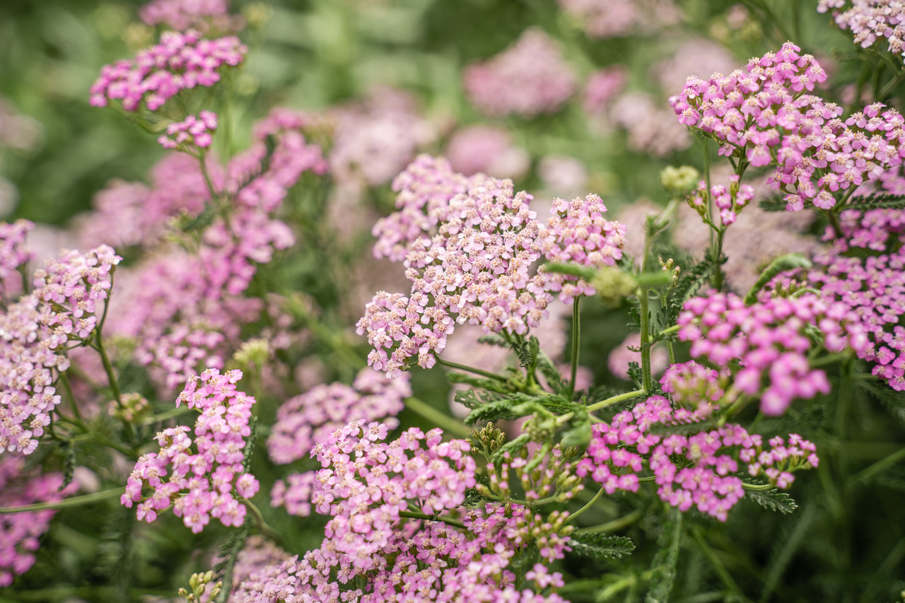 Siankärsämö Lilac Beauty, Loukykvět
